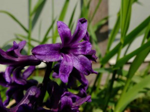 DSCF2398